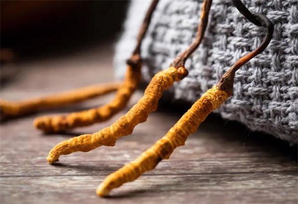 冬蟲(chóng)夏草什么價(jià)格？冬蟲(chóng)夏草2024價(jià)格表