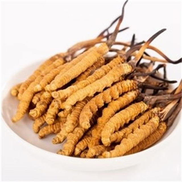 真的冬蟲(chóng)夏草什么價(jià)格？冬蟲(chóng)夏草價(jià)格的波動(dòng)與市場(chǎng)影響因素