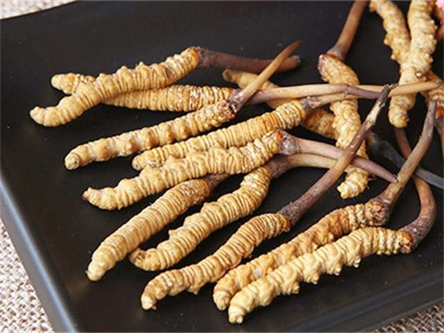 真的冬蟲(chóng)夏草什么價(jià)格 2024年冬蟲(chóng)夏草參考售價(jià)