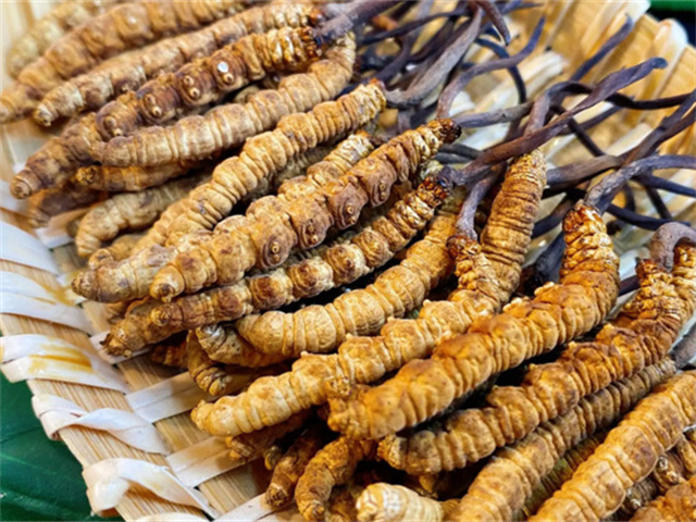 天然冬蟲(chóng)夏草是怎么形成的？天然冬蟲(chóng)夏草的形成過(guò)程