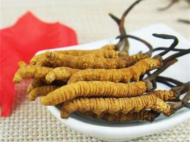冬蟲夏草怎么食用？冬蟲夏草的4種食用方法