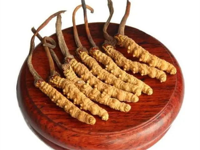 老人能吃冬蟲夏草嗎？老年人食用冬蟲夏草的4個好處