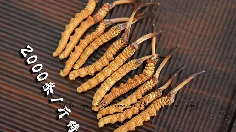 2025新鮮蟲草的價格是多少