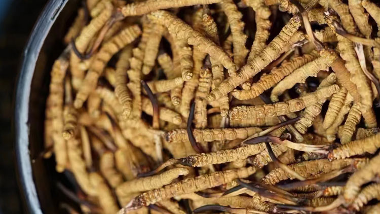 冬蟲(chóng)夏草的多種食用方法