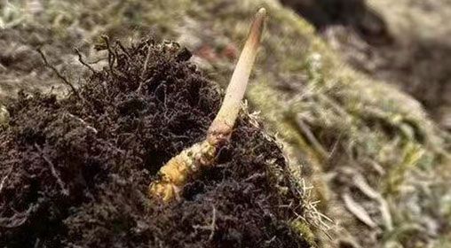  <a href=http://m.jiangnongst.com/xinxian/ target=_blank class=infotextkey>鮮冬蟲夏草</a>的多樣食用方法