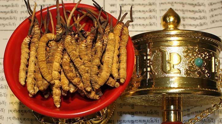 <a href=http://m.jiangnongst.com/ target=_blank class=infotextkey>那曲<a href=http://m.jiangnongst.com/ target=_blank class=infotextkey>冬蟲夏草</a></a>的有哪些藥用價(jià)值