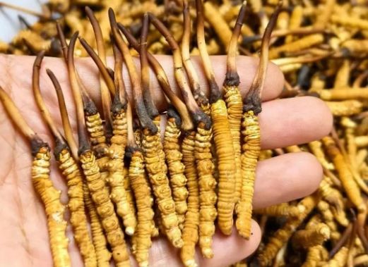 <a href=http://m.jiangnongst.com/sdph/zcw/ target=_blank class=infotextkey>珍草王冬蟲夏草</a>是真的嗎？