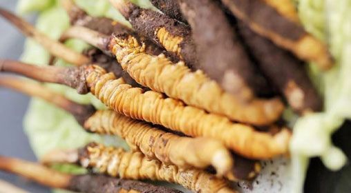 <a href=http://m.jiangnongst.com/xinxian/ target=_blank class=infotextkey>鮮冬蟲夏草</a>功效與食用方法詳解