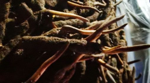 <a href=http://m.jiangnongst.com/xinxian/ target=_blank class=infotextkey>新<a href=http://m.jiangnongst.com/xinxian/ target=_blank class=infotextkey>鮮冬蟲夏草</a></a>的多種食用方法