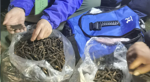 新鮮那曲蟲草多少錢一根？揭秘冬蟲夏草的價格密碼