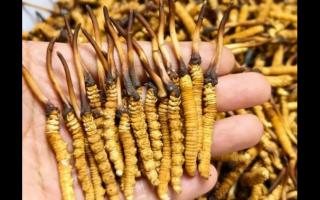 珍草王冬蟲夏草是真的嗎？揭秘珍稀藥材的真相