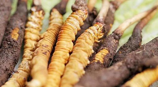 <a href=http://m.jiangnongst.com/xinxian/ target=_blank class=infotextkey>新<a href=http://m.jiangnongst.com/xinxian/ target=_blank class=infotextkey>鮮冬蟲夏草</a></a>怎么洗 