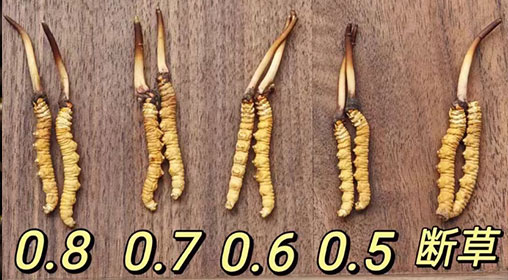 新鮮的冬蟲(chóng)夏草功效