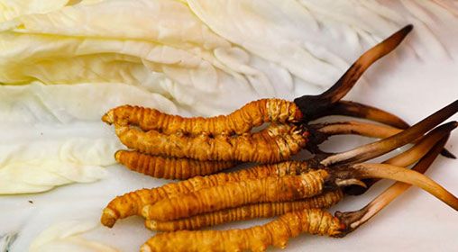 那曲雪域<a href=http://m.jiangnongst.com/xinxian/ target=_blank class=infotextkey>新<a href=http://m.jiangnongst.com/xinxian/ target=_blank class=infotextkey>鮮冬蟲夏草</a></a>