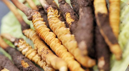 新鮮冬蟲(chóng)夏草什么價(jià)格