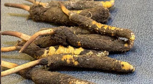 新鮮冬蟲夏草壞了：原因、識別與應(yīng)對策略