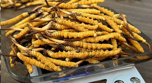 <a href=http://m.jiangnongst.com/s/brxcc target=_blank class=infotextkey>比如縣冬蟲夏草</a>新鮮度