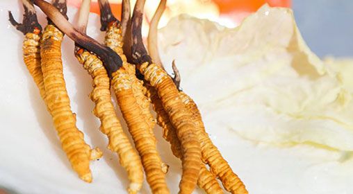 <a href=http://m.jiangnongst.com/xinxian/ target=_blank class=infotextkey>新<a href=http://m.jiangnongst.com/xinxian/ target=_blank class=infotextkey>鮮冬蟲夏草</a></a>煮飯:滋養(yǎng)身心的雪域珍饈