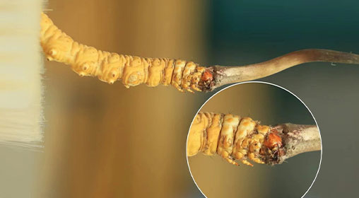 冬蟲夏草新鮮好嗎？解密新鮮蟲草的獨(dú)特價(jià)值