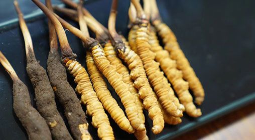 魚翅與<a href=http://m.jiangnongst.com/xinxian/ target=_blank class=infotextkey>新<a href=http://m.jiangnongst.com/xinxian/ target=_blank class=infotextkey>鮮冬蟲夏草</a></a>