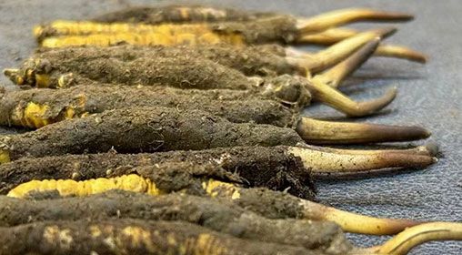 那曲<a href=http://m.jiangnongst.com/xinxian/ target=_blank class=infotextkey>新<a href=http://m.jiangnongst.com/xinxian/ target=_blank class=infotextkey>鮮冬蟲夏草</a></a>采摘