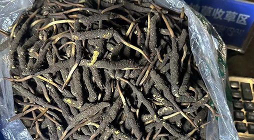 <a href=http://m.jiangnongst.com/xinxian/ target=_blank class=infotextkey>新<a href=http://m.jiangnongst.com/xinxian/ target=_blank class=infotextkey>鮮冬蟲夏草</a></a>出售