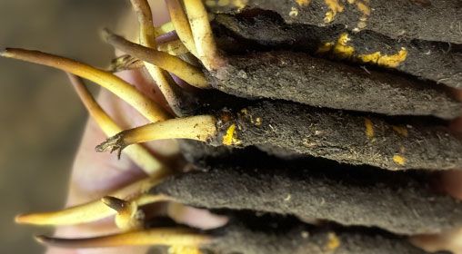 <a href=http://m.jiangnongst.com/xinxian/ target=_blank class=infotextkey>新<a href=http://m.jiangnongst.com/xinxian/ target=_blank class=infotextkey>鮮冬蟲夏草</a></a>晾曬 