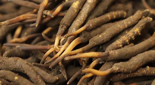 <a href=http://m.jiangnongst.com/xinxian/ target=_blank class=infotextkey>新<a href=http://m.jiangnongst.com/xinxian/ target=_blank class=infotextkey>鮮冬蟲夏草</a></a>品質(zhì)