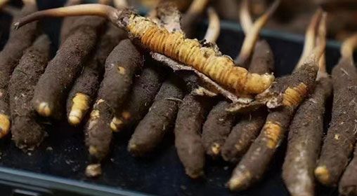 <a href=http://m.jiangnongst.com/xinxian/ target=_blank class=infotextkey>新<a href=http://m.jiangnongst.com/xinxian/ target=_blank class=infotextkey>鮮冬蟲夏草</a></a>發(fā)貨 