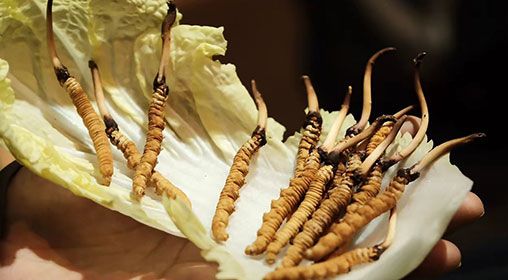 冷藏<a href=http://m.jiangnongst.com/xinxian/ target=_blank class=infotextkey>新<a href=http://m.jiangnongst.com/xinxian/ target=_blank class=infotextkey>鮮冬蟲夏草</a></a>   