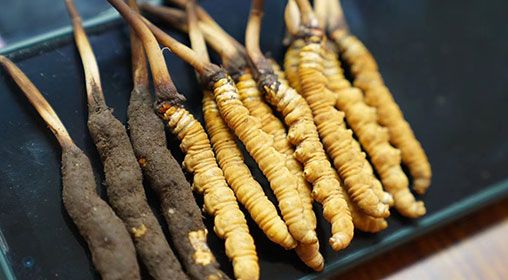 <a href=http://m.jiangnongst.com/xinxian/ target=_blank class=infotextkey>新<a href=http://m.jiangnongst.com/xinxian/ target=_blank class=infotextkey>鮮冬蟲(chóng)夏草</a></a>做菜 