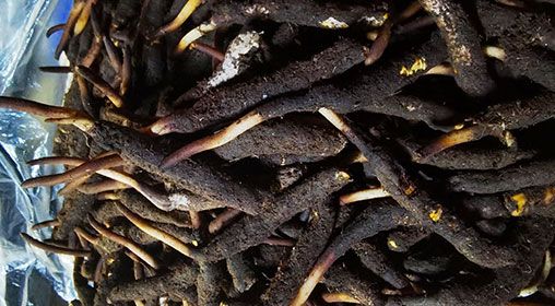 <a href=http://m.jiangnongst.com/xinxian/ target=_blank class=infotextkey>新<a href=http://m.jiangnongst.com/xinxian/ target=_blank class=infotextkey>鮮冬蟲夏草</a></a>產(chǎn)地