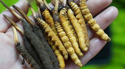 <a href=http://m.jiangnongst.com/xinxian/ target=_blank class=infotextkey>新<a href=http://m.jiangnongst.com/xinxian/ target=_blank class=infotextkey>鮮冬蟲夏草</a></a>服用