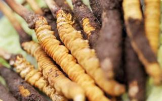 如何鑒別真假蟲草？教你幾招！