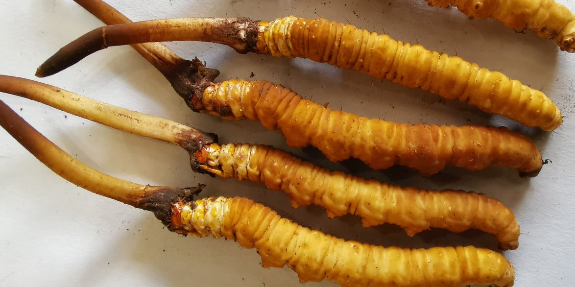 冬蟲夏草泡酒最佳配方：滋補養(yǎng)生，強身健體