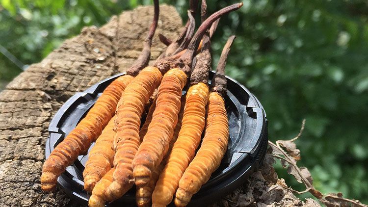 哪個(gè)牌子的冬蟲夏草好？2024年權(quán)威選購(gòu)指南