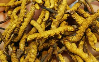 平陽(yáng)冬蟲(chóng)夏草市場(chǎng)在哪里？2024年最新采購(gòu)指南