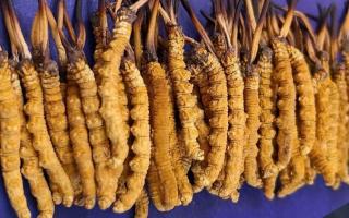 冬蟲夏草服用注意事項(xiàng)：科學(xué)進(jìn)補(bǔ)指南