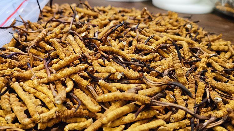 深圳<a href=http://m.jiangnongst.com/zhengce/ target=_blank class=infotextkey>冬蟲夏草交易</a>市場:南中國蟲草貿(mào)易的黃金樞紐