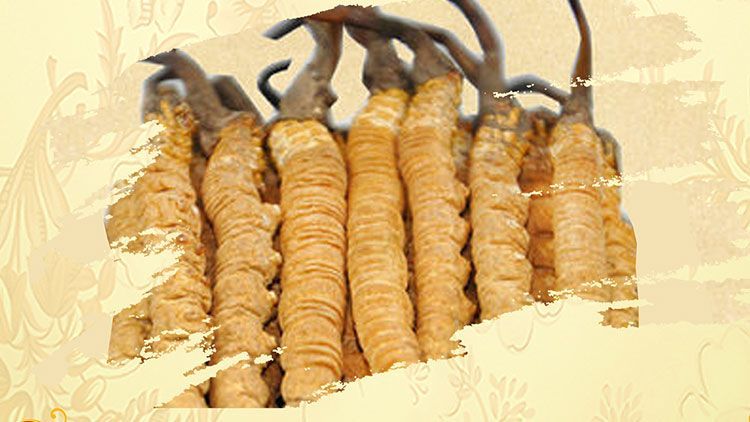 冬蟲夏草御寒效果好嗎？科學(xué)解讀其抗寒機(jī)制