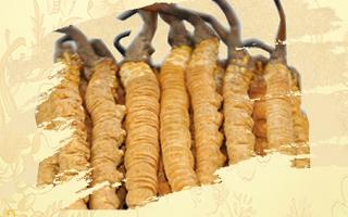 冬蟲夏草御寒效果好嗎？科學(xué)解讀其抗寒機(jī)制