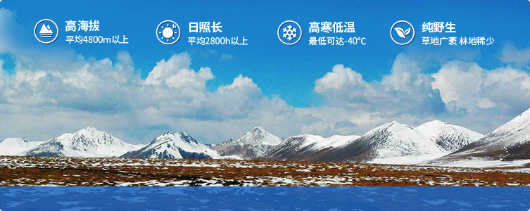 為什么說(shuō)西藏那曲的冬蟲(chóng)夏草，是品質(zhì)最好的蟲(chóng)草！