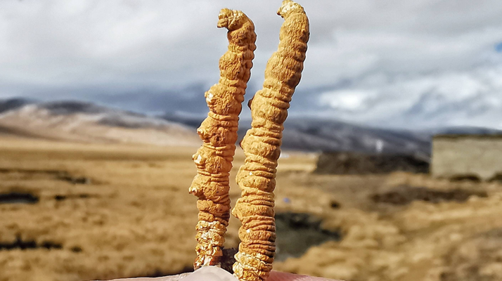 全球<a href=http://m.jiangnongst.com/ target=_blank class=infotextkey>冬蟲夏草</a>核心產(chǎn)地分布圖鑒（2024最新版）