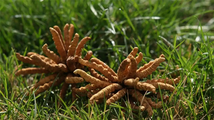 回收<a href=http://m.jiangnongst.com/jiage/ target=_blank class=infotextkey>冬蟲夏草多少錢</a>