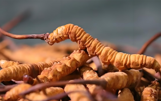 探秘那曲比如冬蟲夏草