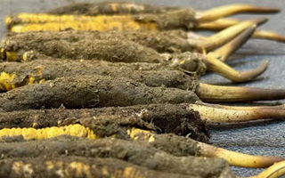 新鮮冬蟲夏草的非冰箱保存攻略