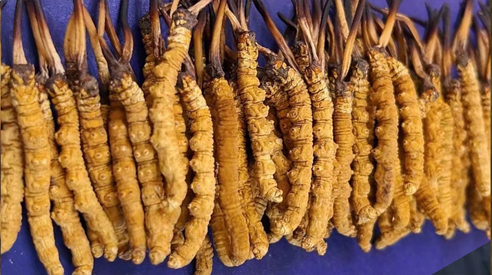 <a href=http://m.jiangnongst.com/jiage/ target=_blank class=infotextkey>冬蟲夏草價(jià)格</a>解析：一文讀懂 “軟黃金” 的價(jià)值密碼