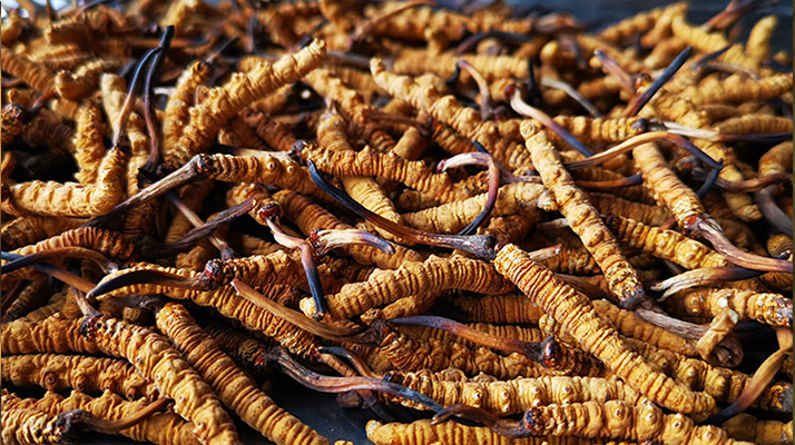 <a href=http://m.jiangnongst.com/xinxian/ target=_blank class=infotextkey>新<a href=http://m.jiangnongst.com/xinxian/ target=_blank class=infotextkey>鮮冬蟲(chóng)夏草</a></a>曬干全攻略：留住營(yíng)養(yǎng)的科學(xué)方法