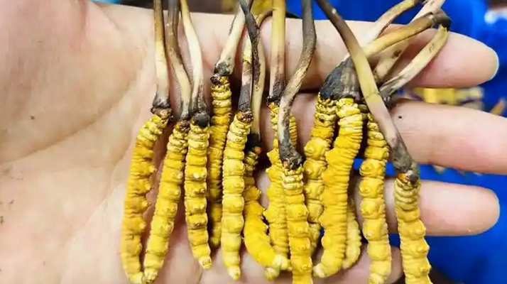 探秘<a href=http://m.jiangnongst.com/xinxian/ target=_blank class=infotextkey>新<a href=http://m.jiangnongst.com/xinxian/ target=_blank class=infotextkey>鮮冬蟲(chóng)夏草</a></a>價(jià)格密碼