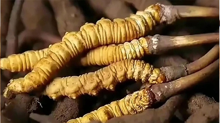 冬蟲夏草鮮草冷凍保存全指南：鎖住營(yíng)養(yǎng)，延長(zhǎng)鮮美